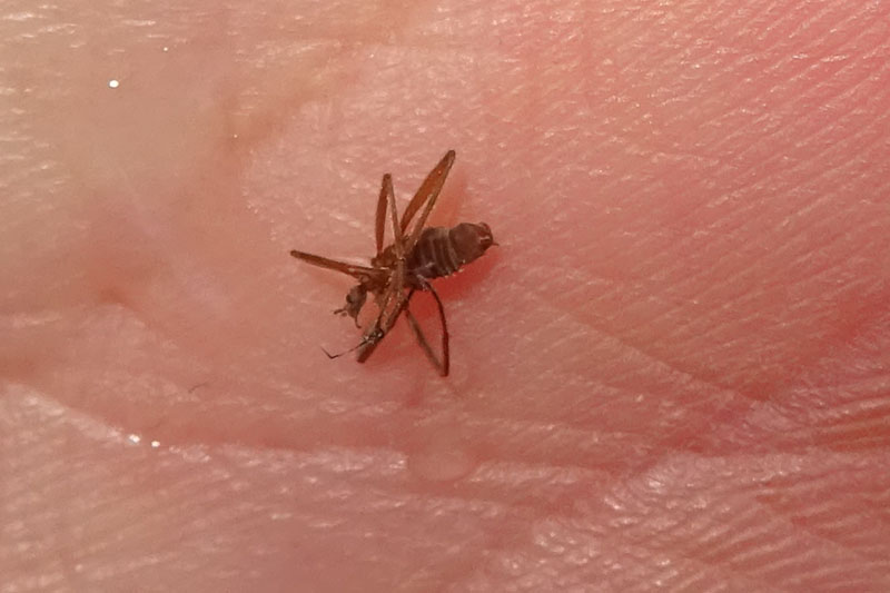 Maschio e femmina di Chionea sp. (Limoniidae)